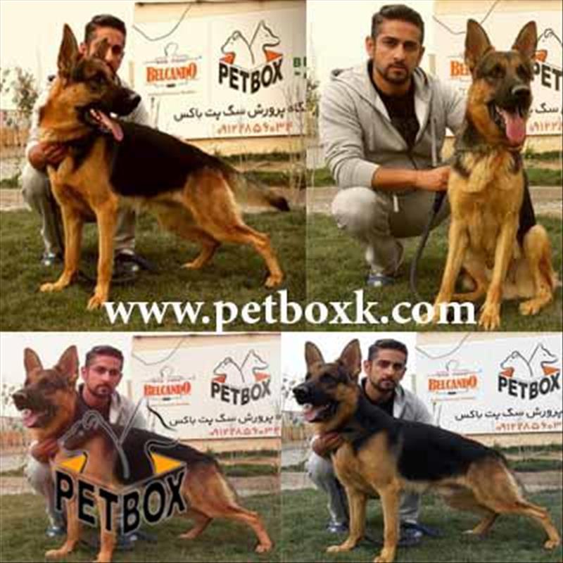  ژرمن شپهرد 14 ماهه نگهبان عالی