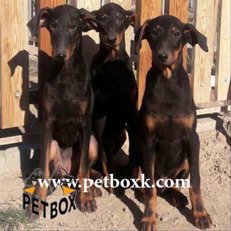  دابرمن خارج از مجموعه