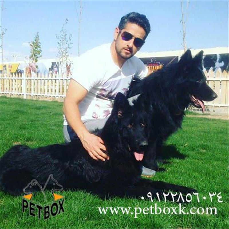  پیش فروش بلک شپهردهای پت باکس