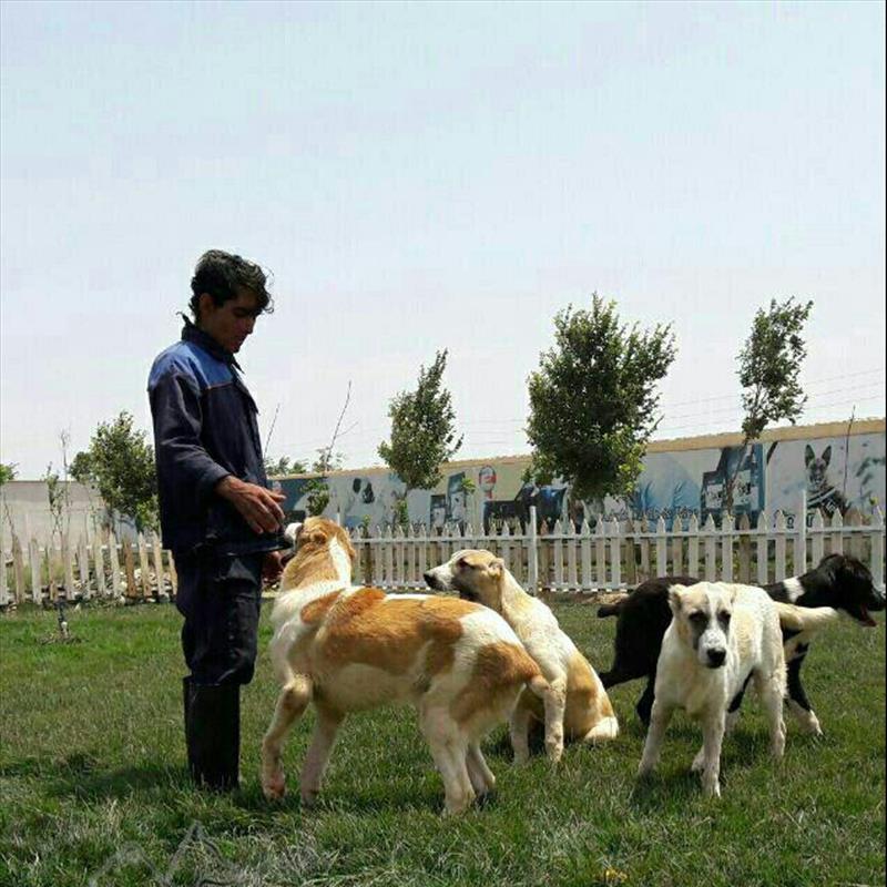 فروش توله سراب افغان