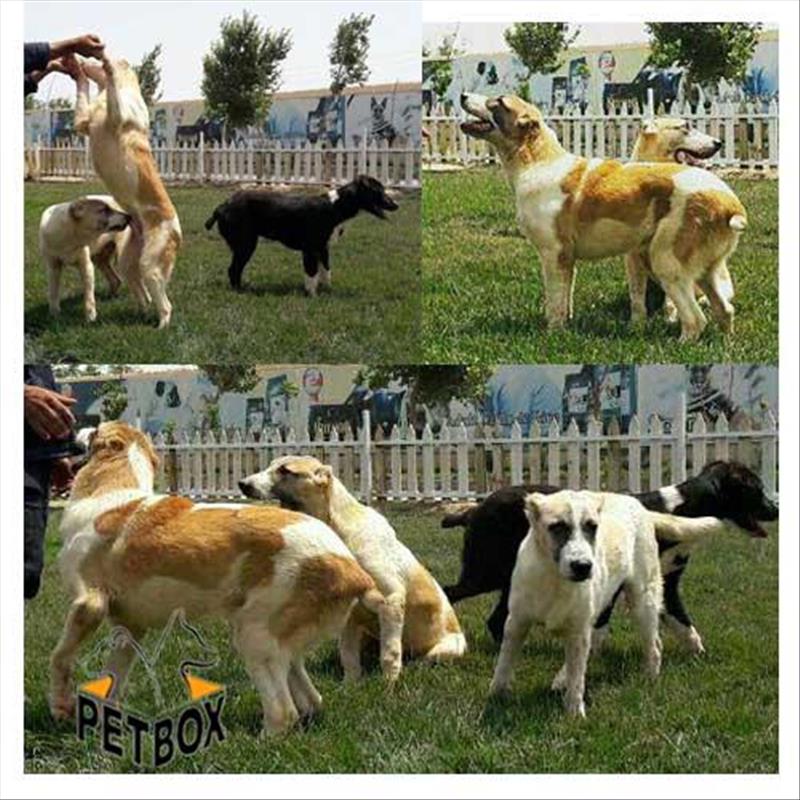  فروش توله سرابی فوق العاده برای نگهبانی