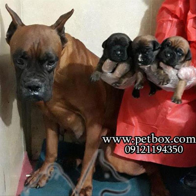 پیش فروش توله های باکسر مشکی بلوطی  