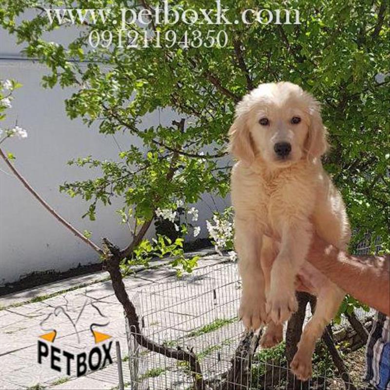  فروش  توله هاى گلدن رتريور باهوش