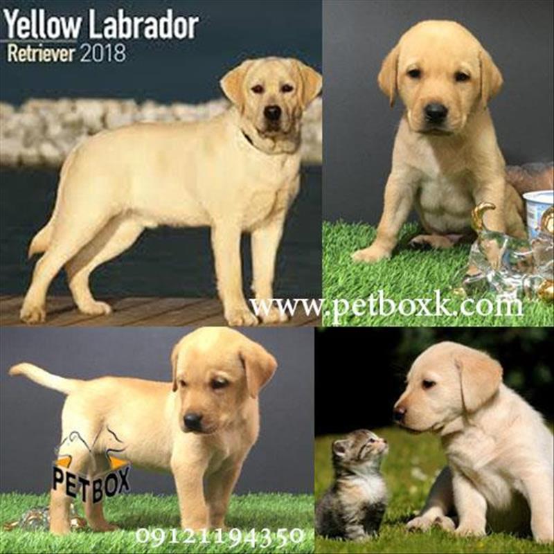 فروش توله های لابرادور رتریور