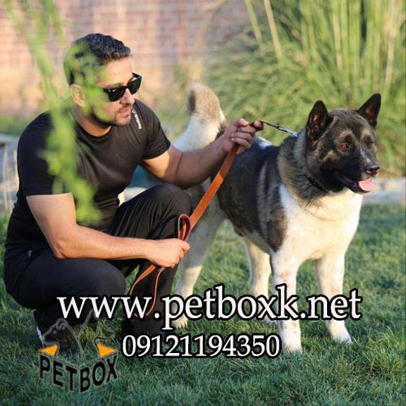 توله،سگ خاص آمریکن آکیتا 