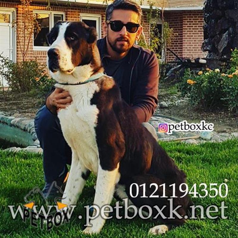 فروش سگ درشت و  قدرتمند آلابای