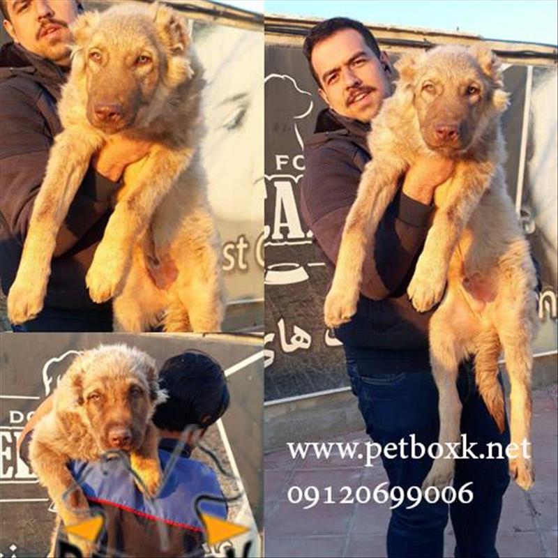 فروش توله های قفقازی فوق العاده درشت