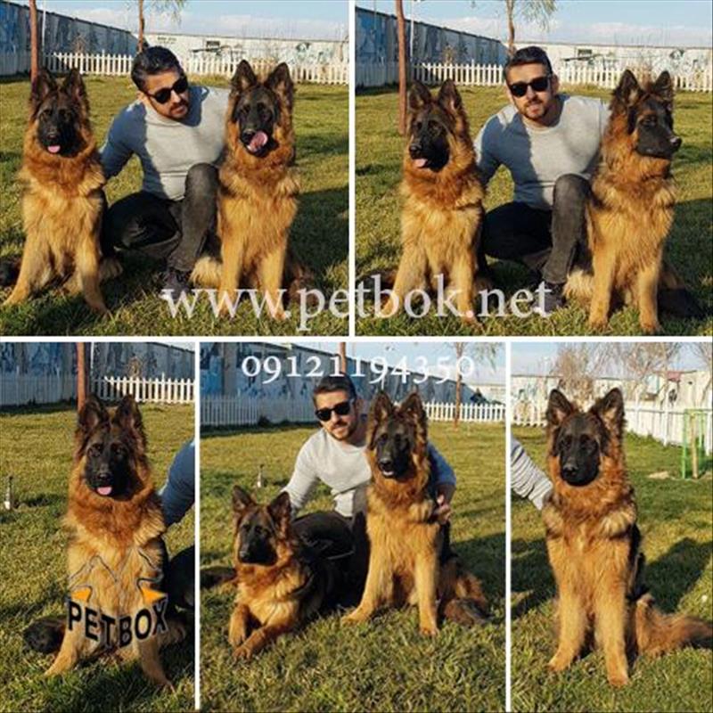فروش یک جفت سگ ژرمن شپرد اصیل موبلند