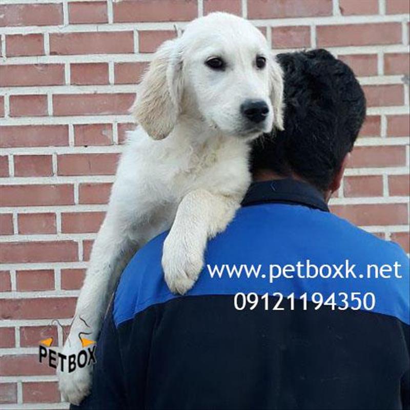 سگ گلدن رتریور اصیل وارداتی