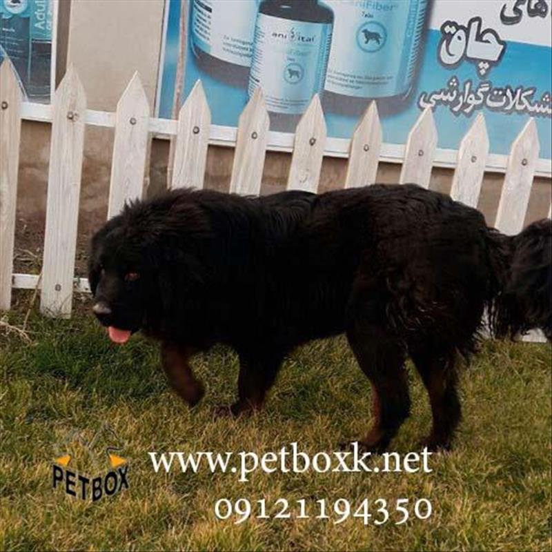 فروش نژاد خاص ماستیف تبتی 