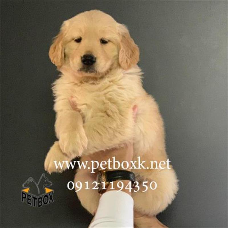 توله گلدن رتریور طلایی چمپیون
