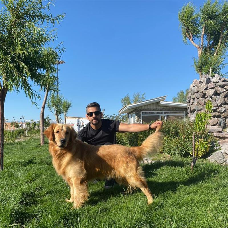 فروش توله های گلدن رتریور 