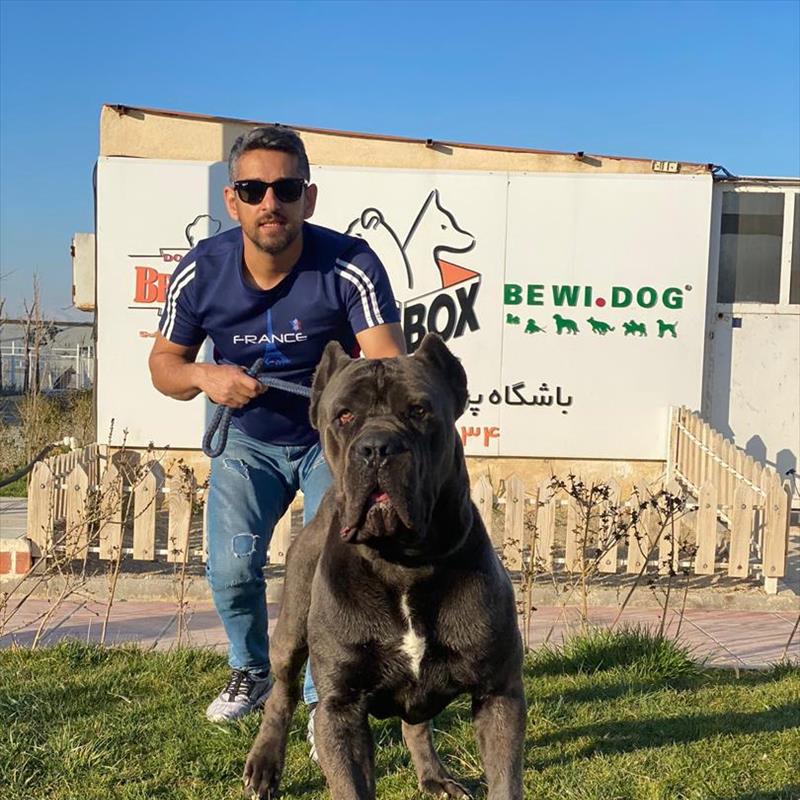فروش توله ی کن کورسو 