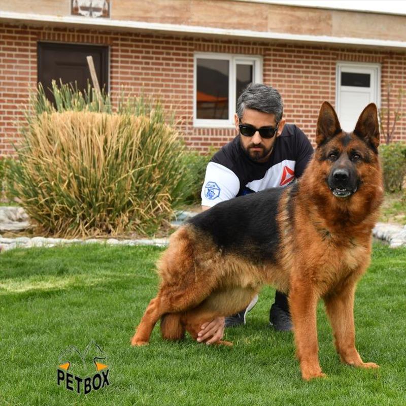 فروش ژرمن شپرد با اناتومی فوق العاده 