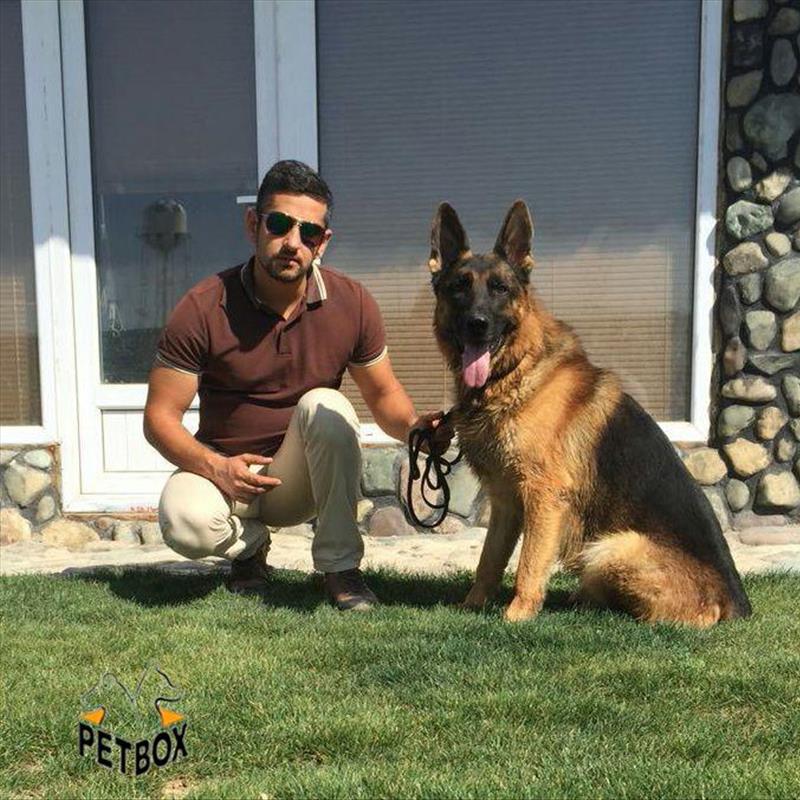فروش تولهای ژرمن شپرد بلک فیس
