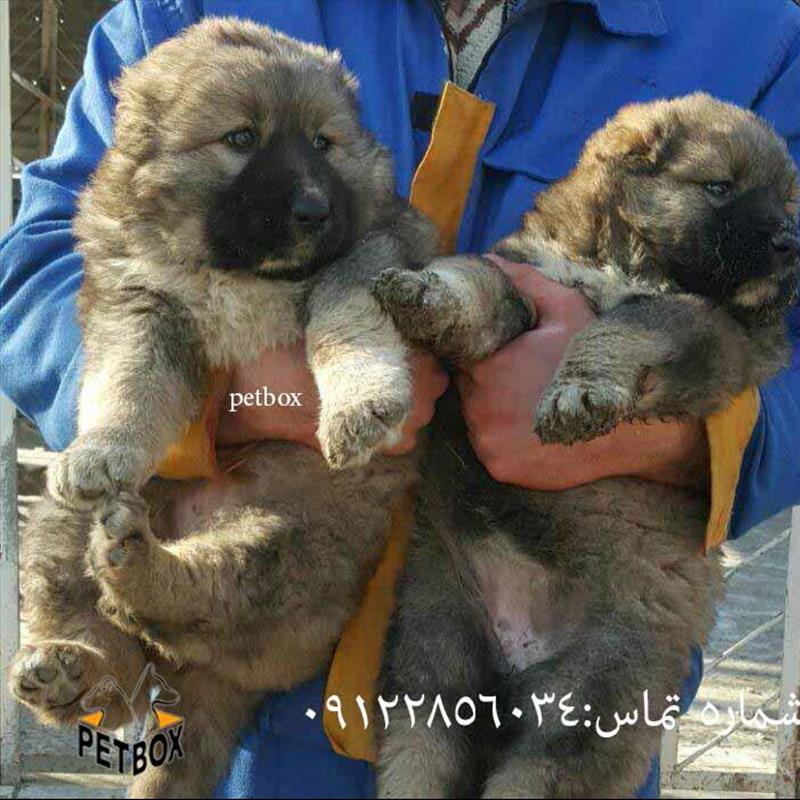 فروش توله ماده قفقازی 
