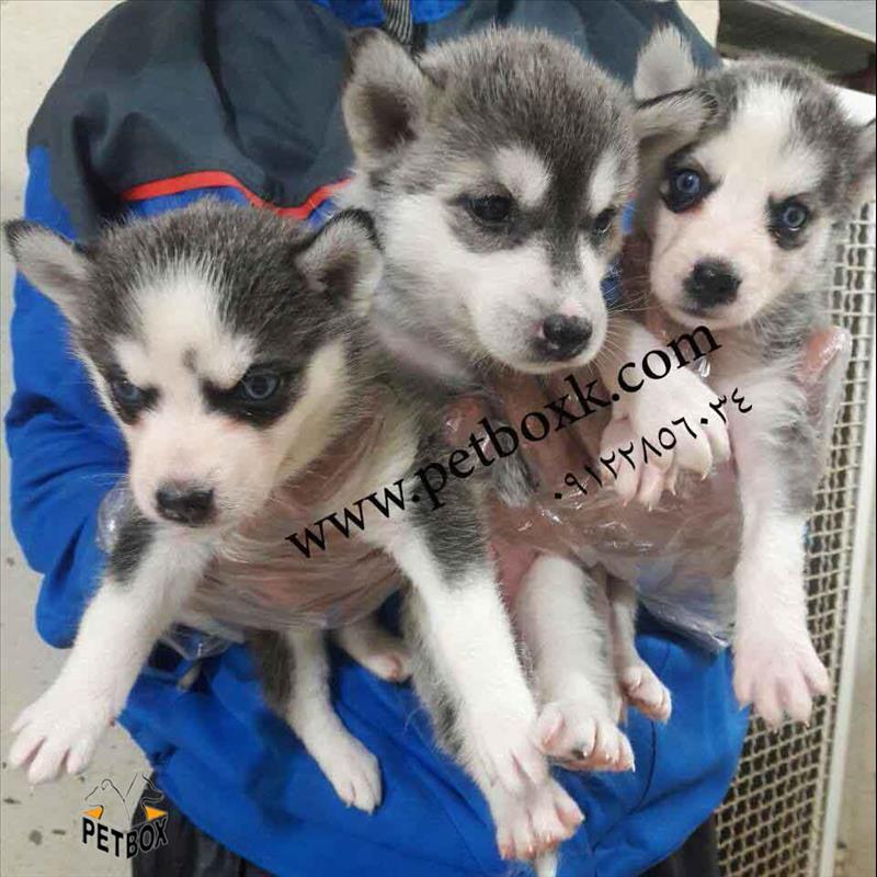 فروش توله های هاسکی خاکستری