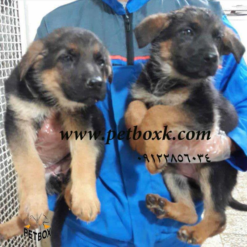 فروش  ژرمن شپرد 45 روزه مو کوتاه