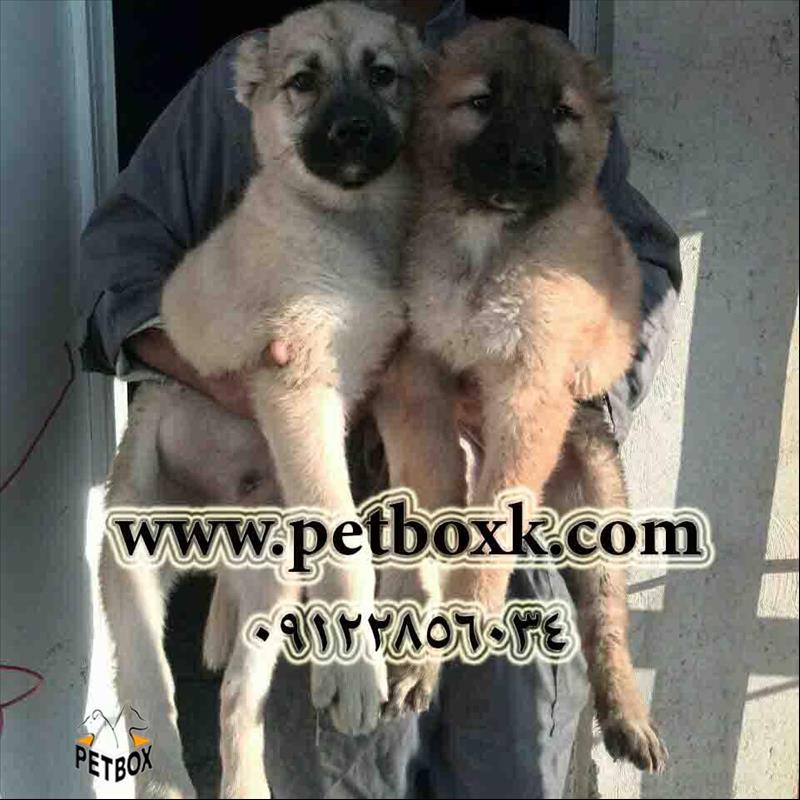 فروش تولهای سرابی 3 ماهه