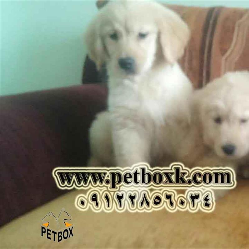 سفارش گلدن رتریور وارداتی 2.5 ماهه