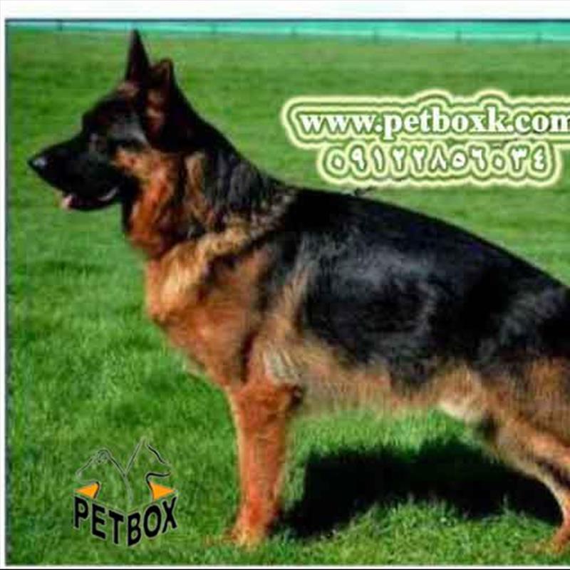 توله های 4 ماهه ژرمن شپرد از نوادگان chikolo