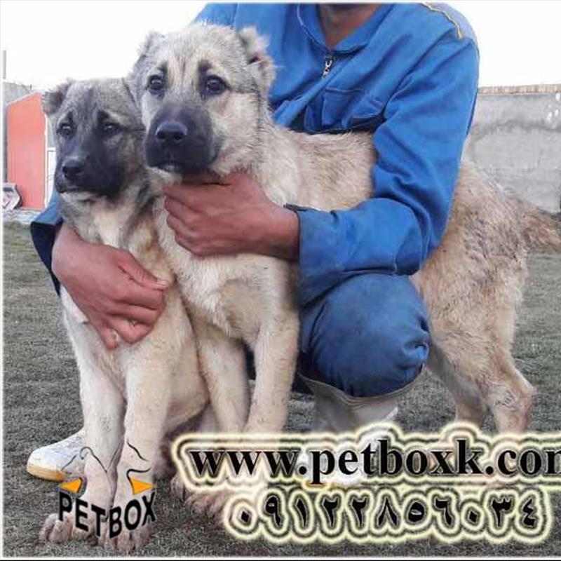 توله های سرابی 3 ماهه پت باکس