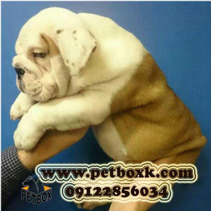 فروش بولداگ انگلیسی نر 2.5 ماهه وارداتی