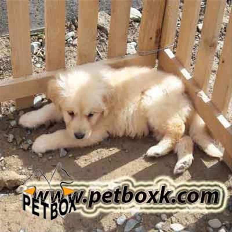 فروش گلدن رتریور 40 روزه نر 