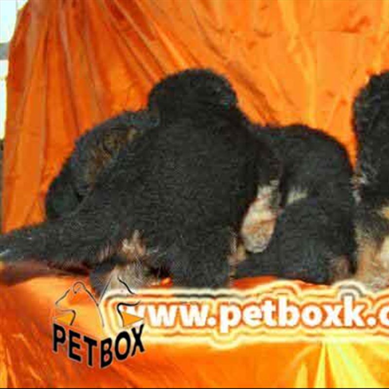 پیش فروش ژرمن شپرد 20 روزه توله های ساشا
