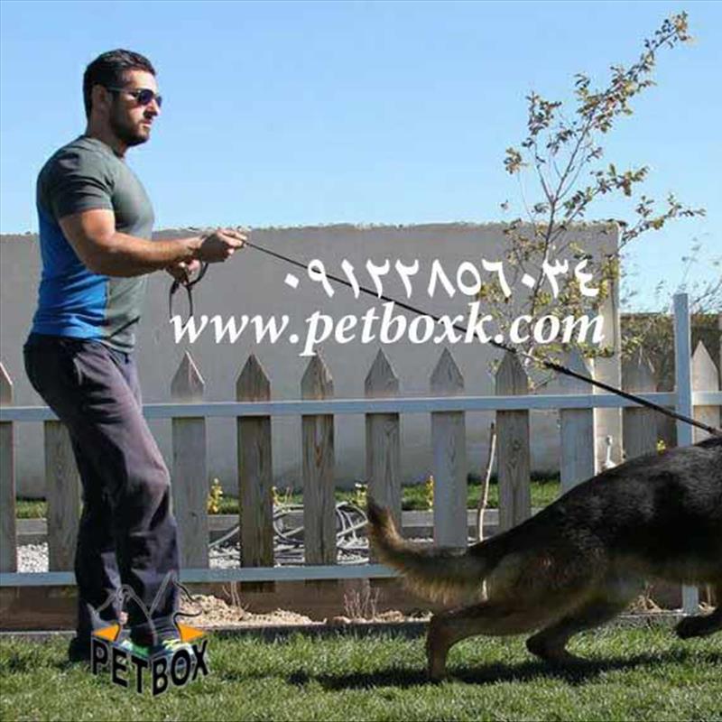 پیش فروش توله های (ساشا) ژرمن شپرد 