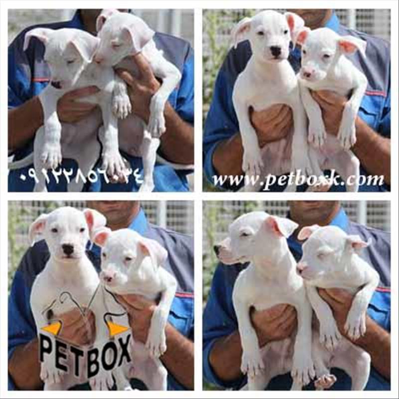 فروش داگو ارژانتینو نروماده 3 ماهه