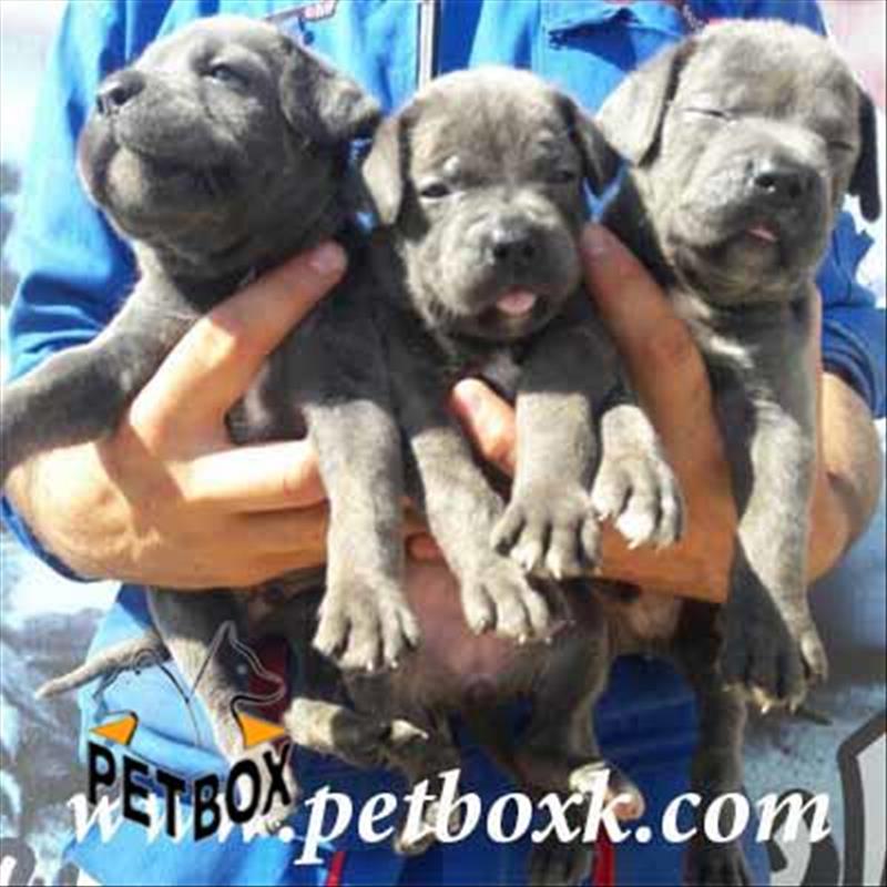  فروش توله ی کن کورسو Cancerso 