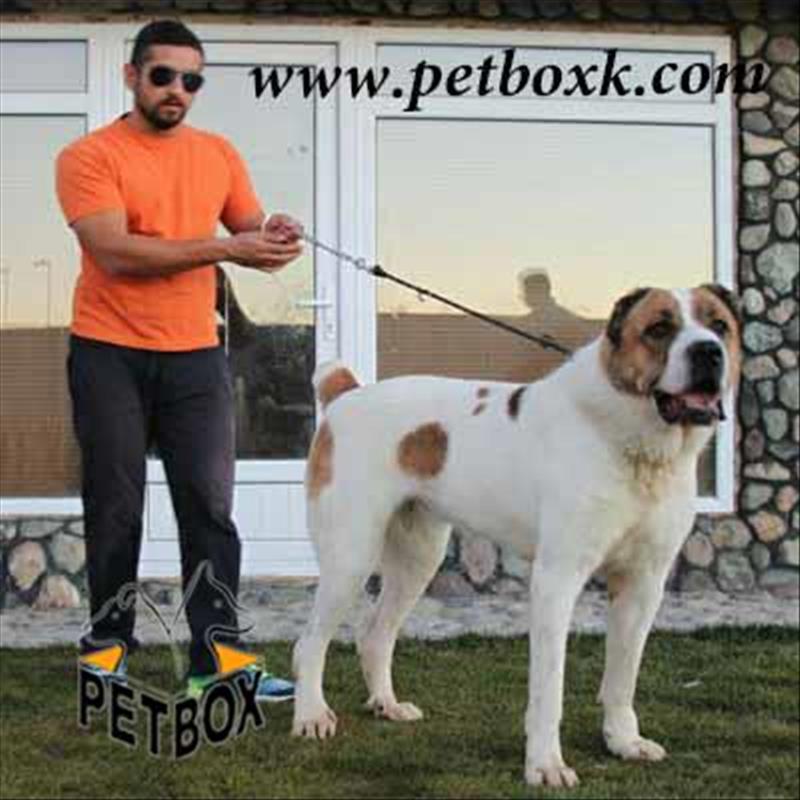  پیش فروش توله های الابای تعداد محدود