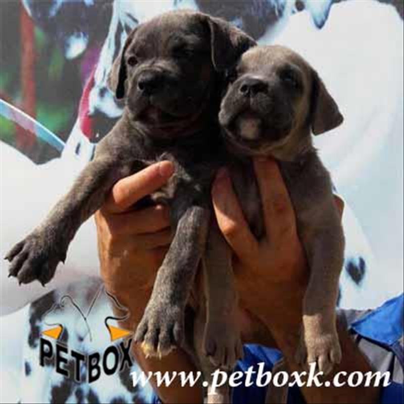  توله های فولاد کنکورسوی فوق العاده