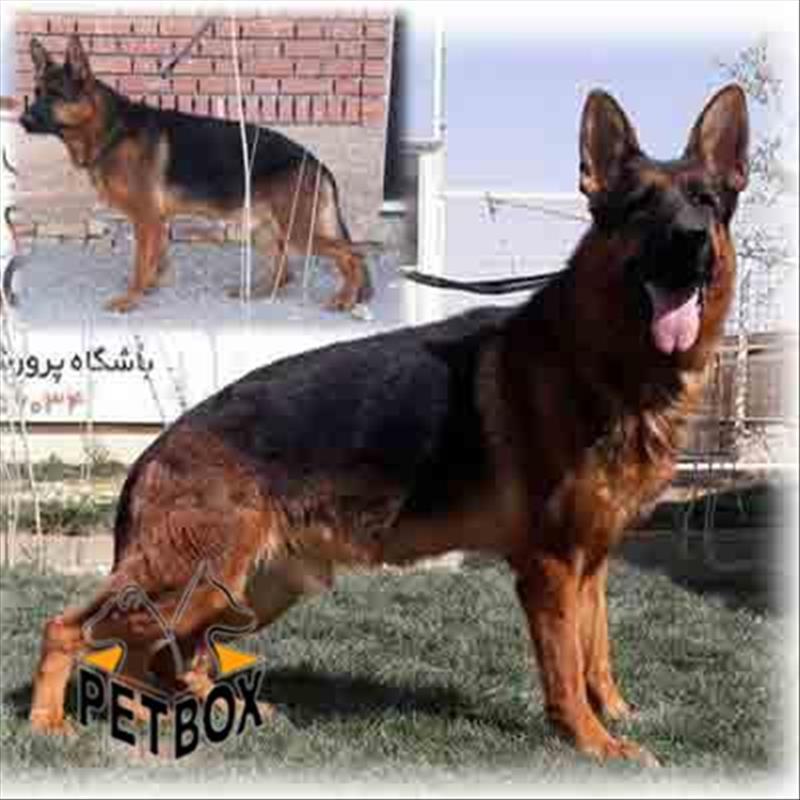 فروش ژرمن شپهرد 3 ساله نر بالغ