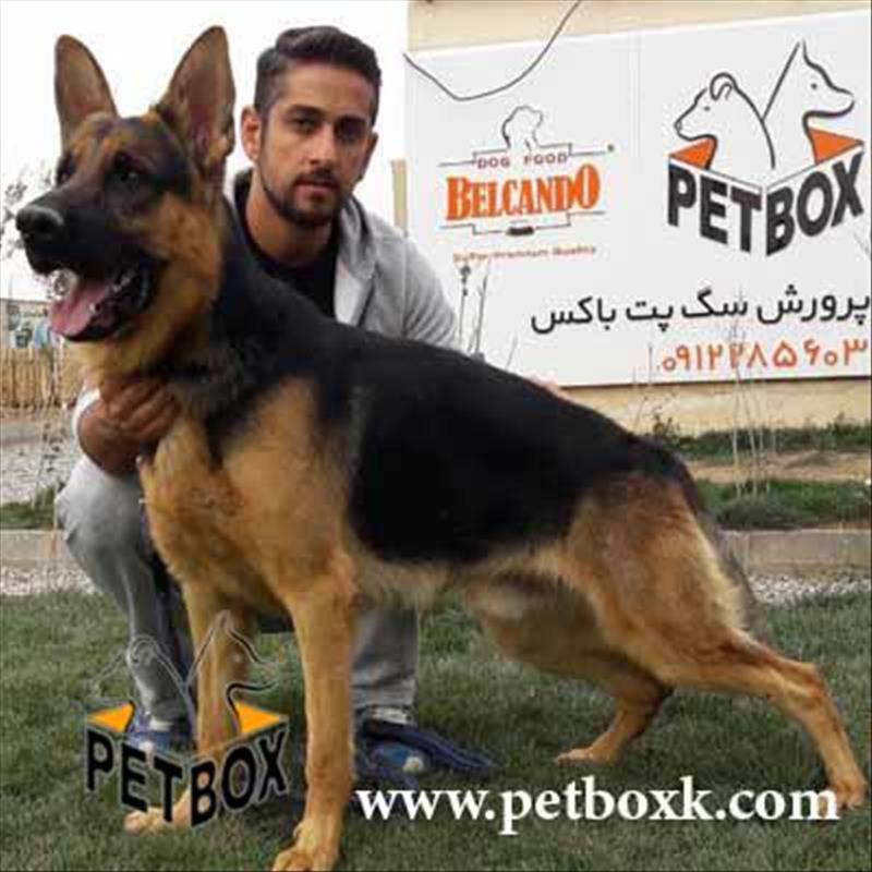  ژرمن شپهرد 14 ماهه نگهبان عالی