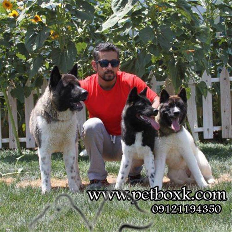 فروش توله های امریکن آکیتا