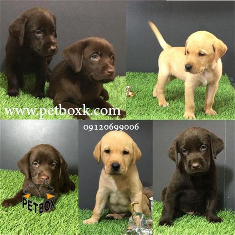 فروش توله های لابرادور رتریور