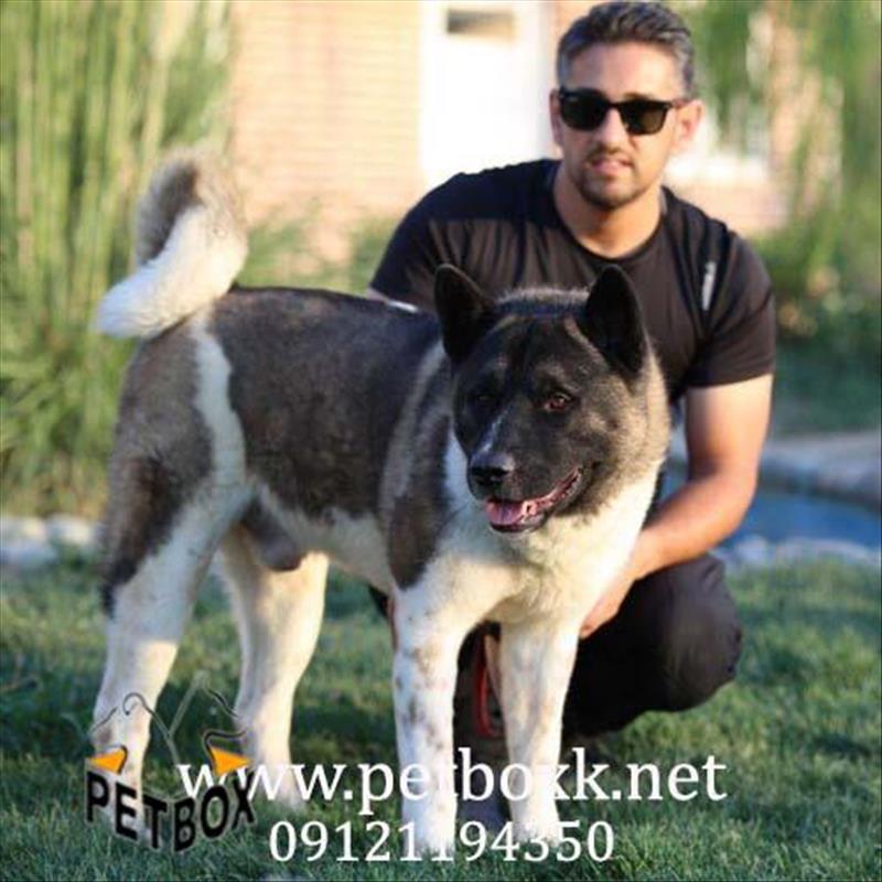فروش مولد های ماده آمریکن آکیتا 