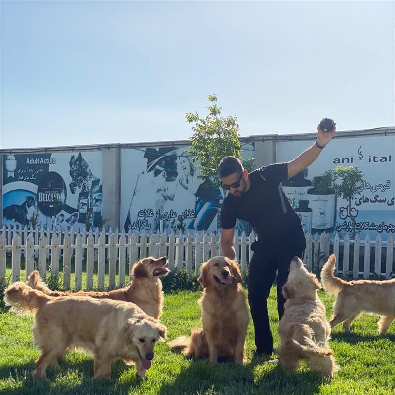 فروش توله های گلدن رتریور 