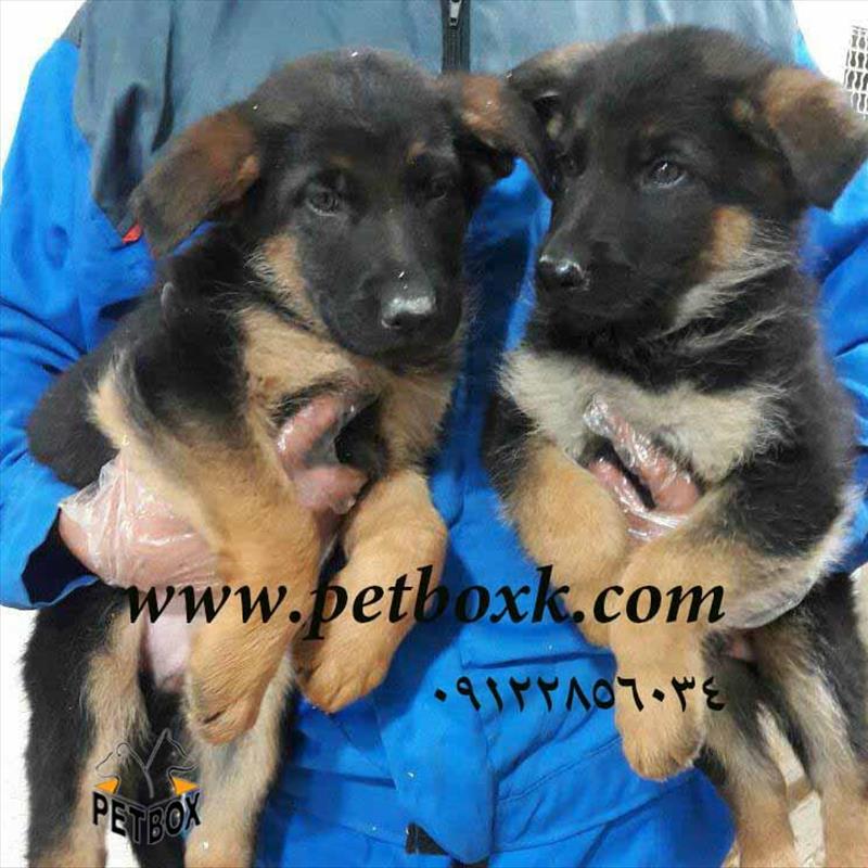 فروش  ژرمن شپرد 45 روزه مو کوتاه