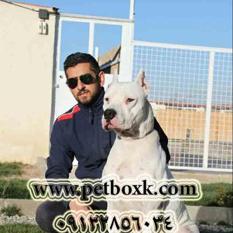 مولد نر داگو آرژانتیتو پت باکس