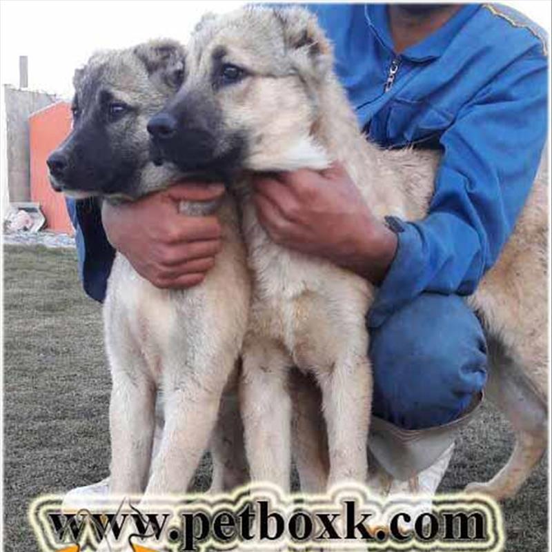 توله های سرابی 3 ماهه پت باکس