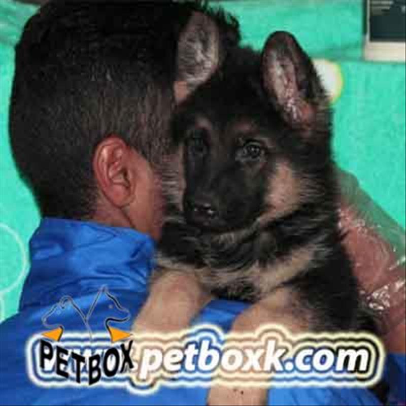 توله ژرمن شپهرد 45 روزه اسثتنایی
