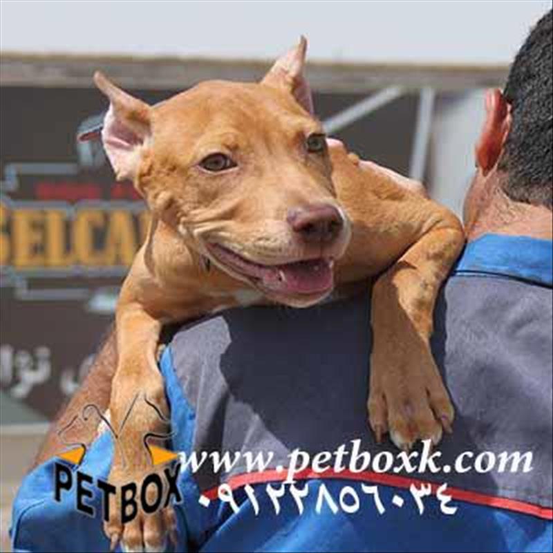 فروش توله نر 4 ماهه نژاد امریکن پیت بول
