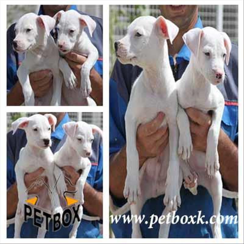 فروش داگو ارژانتینو نروماده 3 ماهه