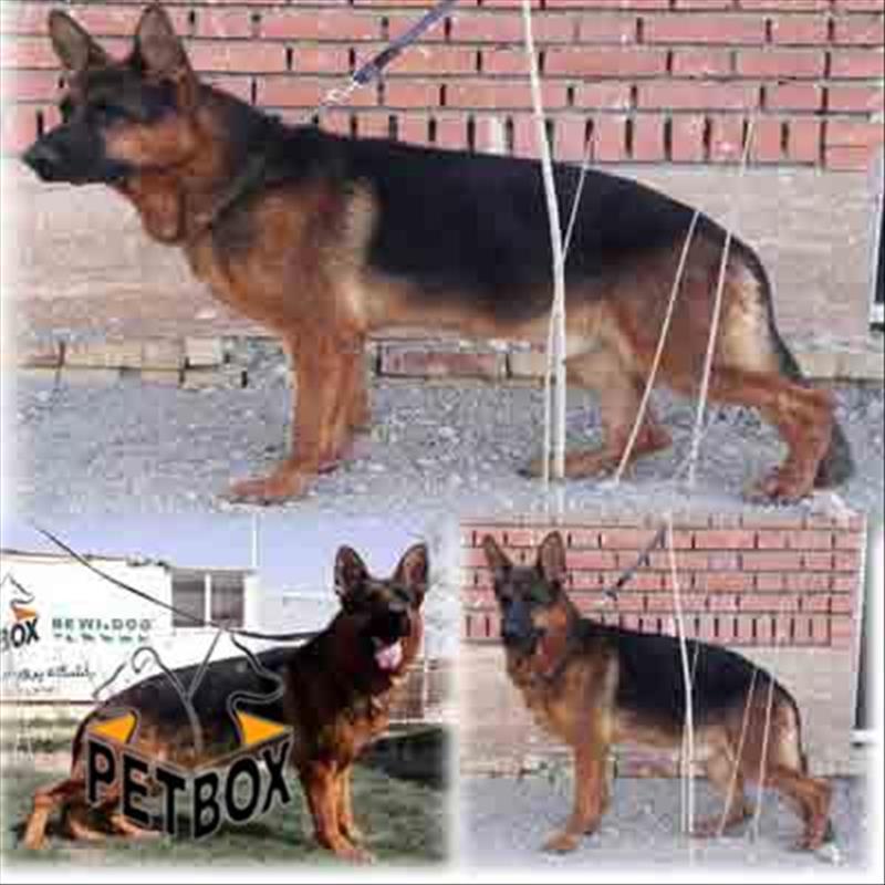 فروش ژرمن شپهرد 3 ساله نر بالغ