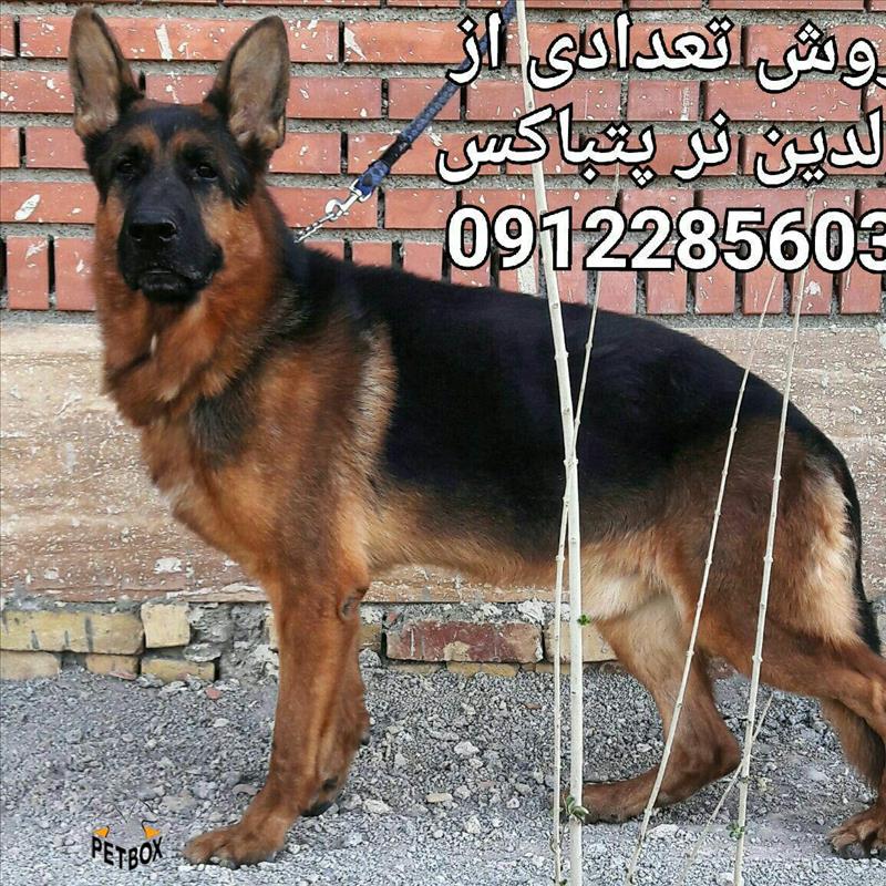  فروش ژرمن شپهرد باهوش 3 ساله 