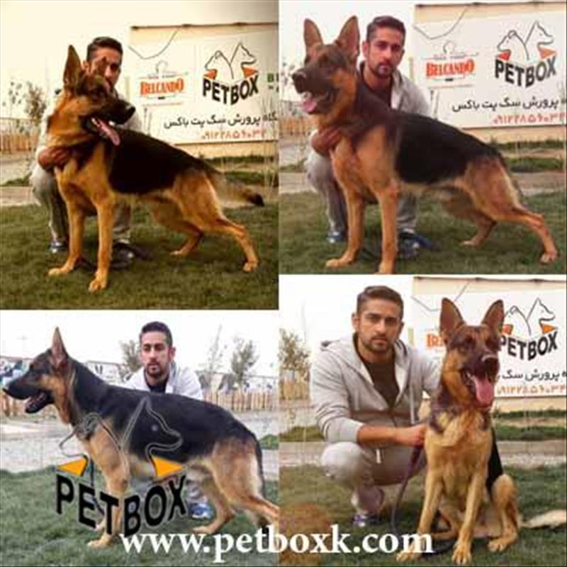  ژرمن شپهرد 14 ماهه نگهبان عالی