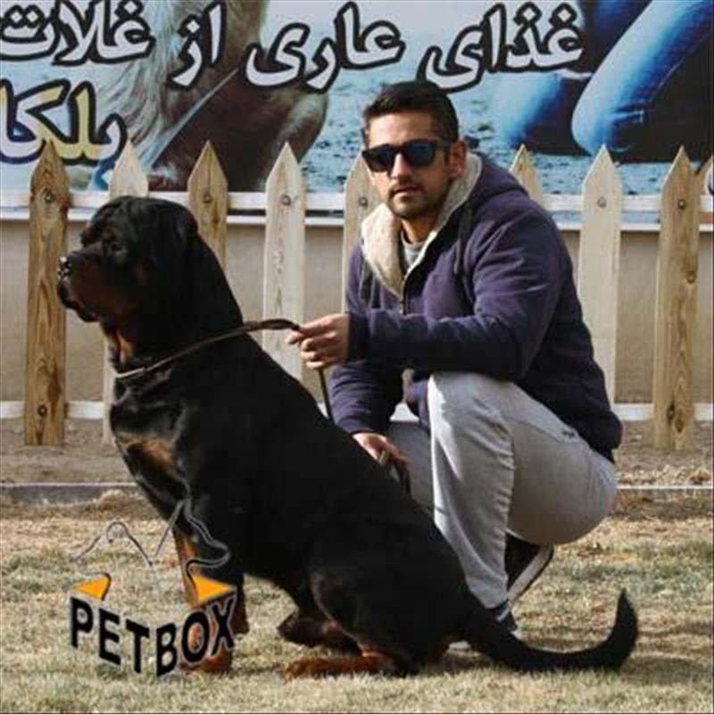  فروش توله های روتوایلر استثنایی یورفین